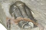 Two Unidentified Proetid Trilobites - Jorf, Morocco #362870-10